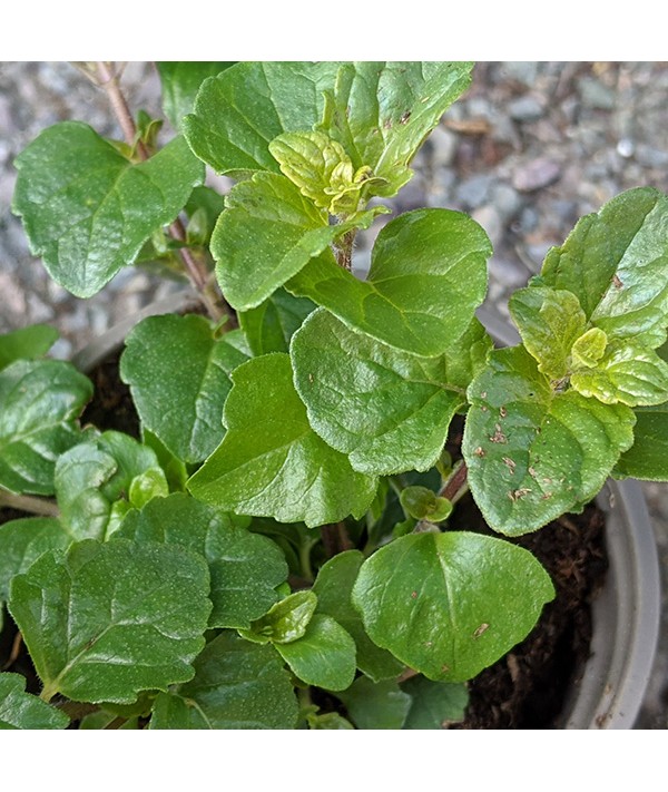 Satureja douglasii (0.75lt)