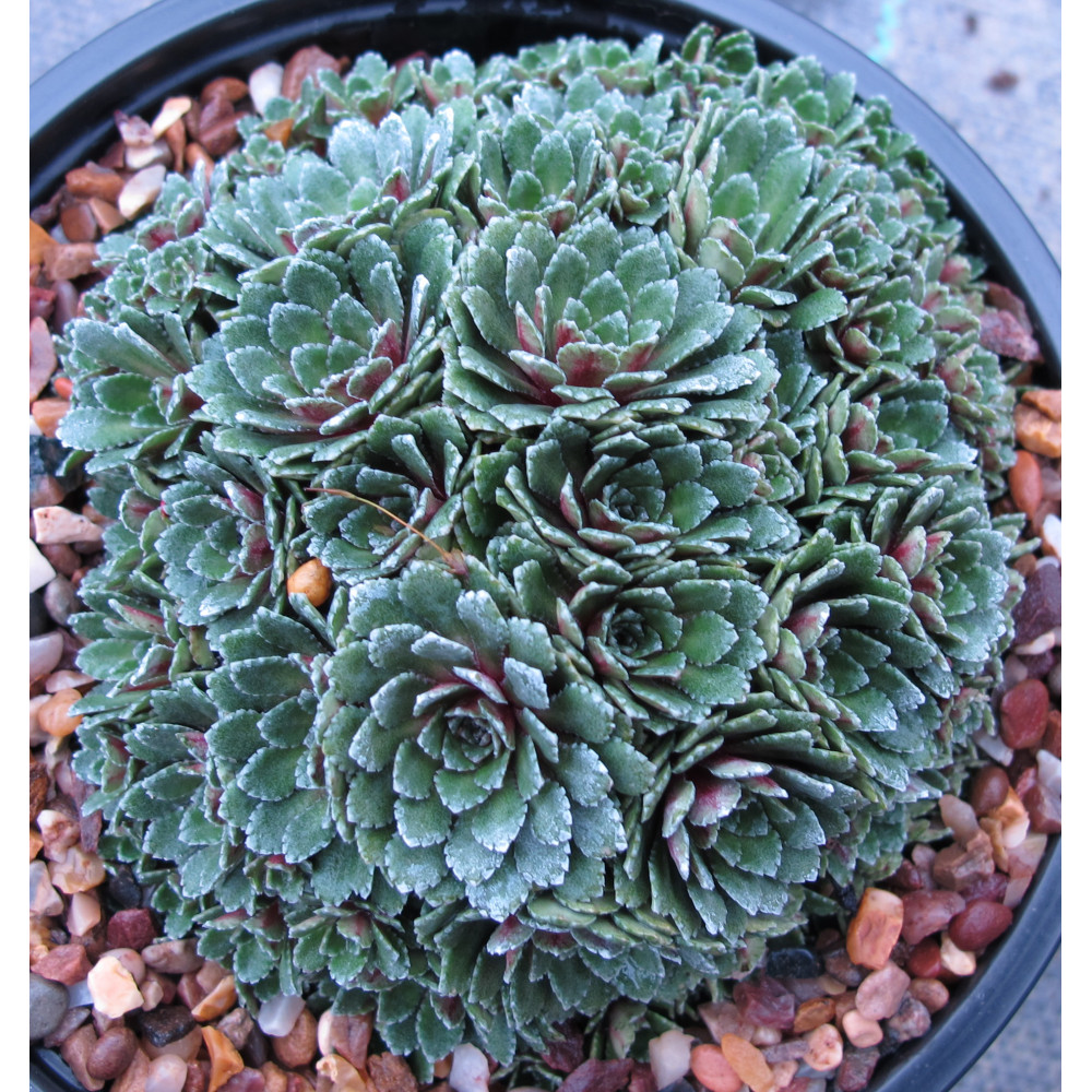 Saxifraga Whitehill (9cm)
