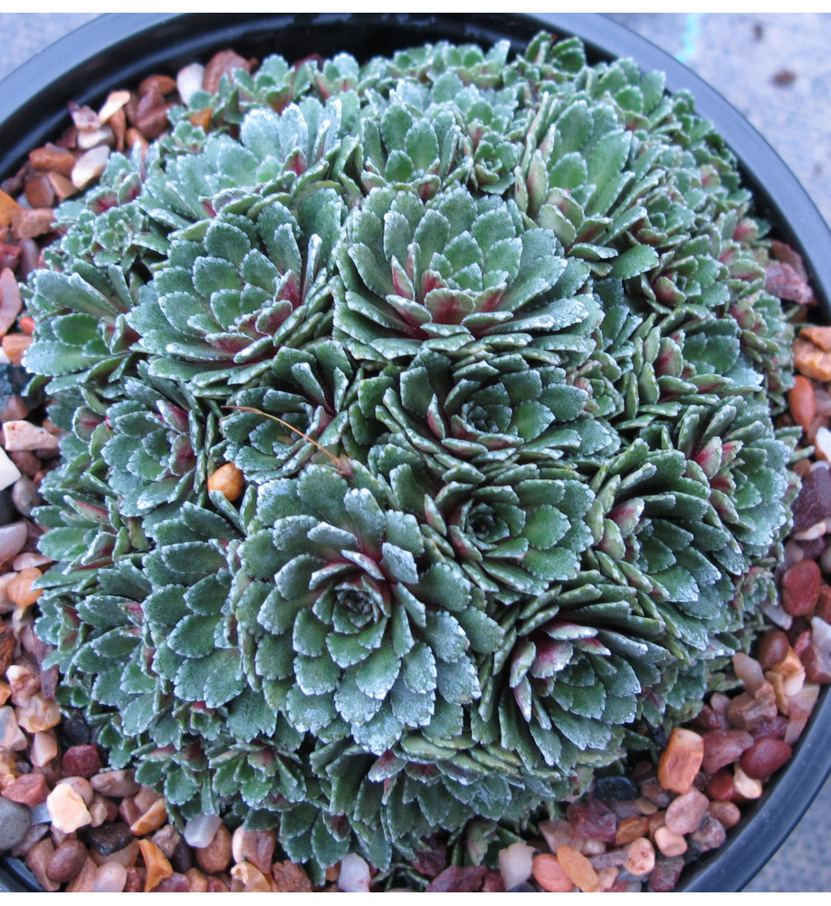 Saxifraga Whitehill (9cm)