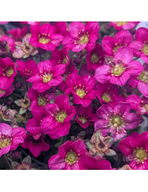 Saxifraga x arendsii Alpino Early Carnival (0.8lt) Saxifraga x arendsii Alpino Early Carnival (0.8lt)