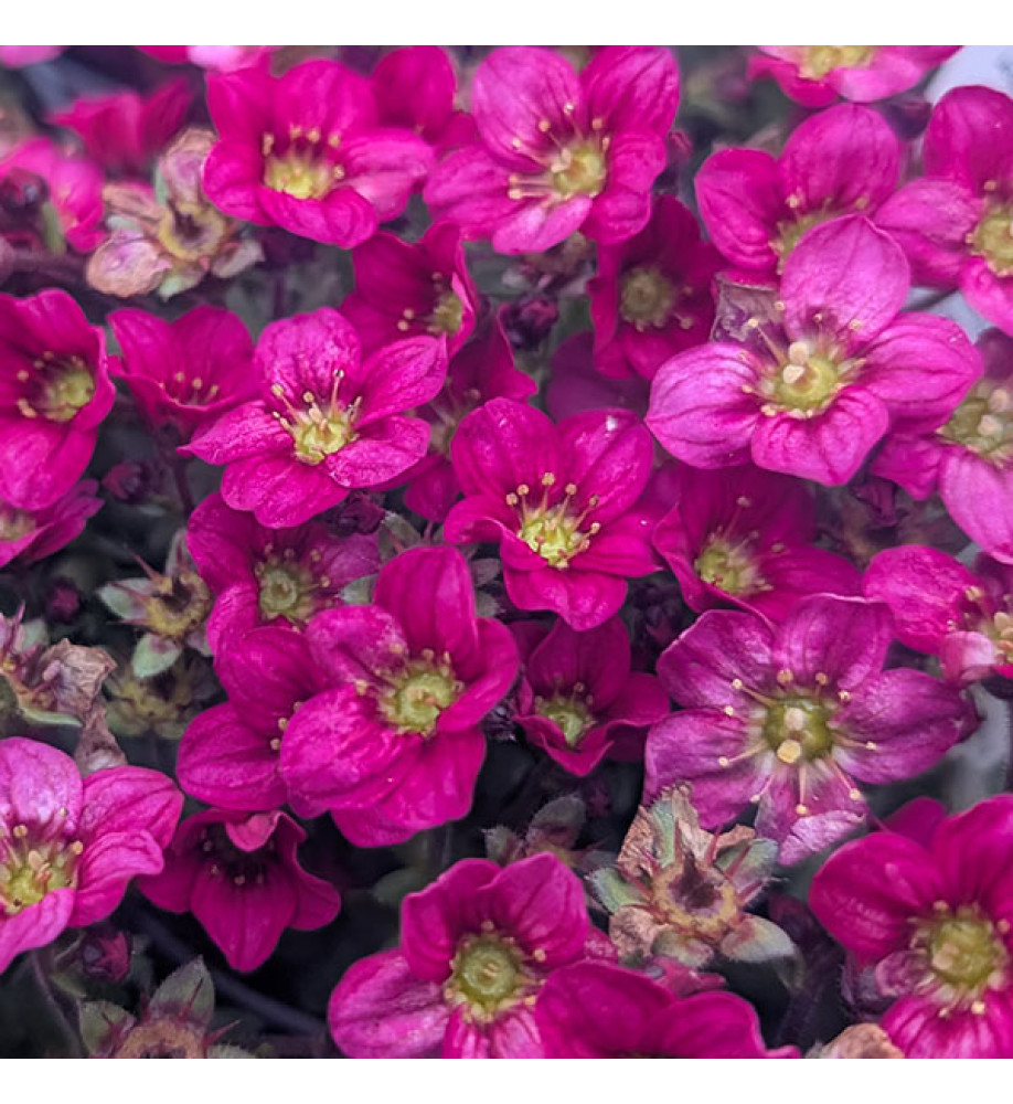 Saxifraga x arendsii Alpino Early Carnival (0.8lt)