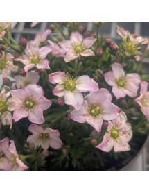 Saxifraga x arendsii Ice Colours Appleblossom (0.8lt) Saxifraga x arendsii Ice Colours Appleblossom (0.8lt)