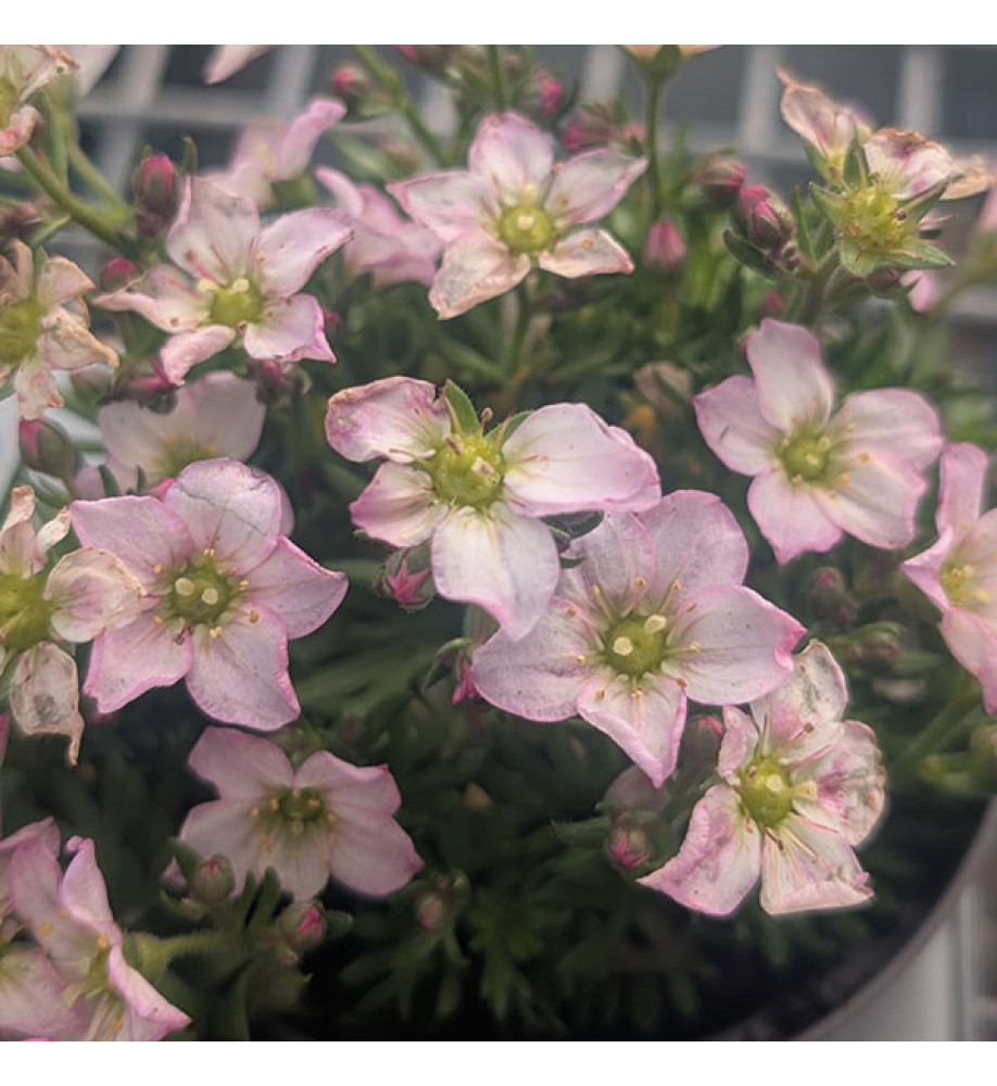 Saxifraga x arendsii Ice Colours Appleblossom (0.8lt)