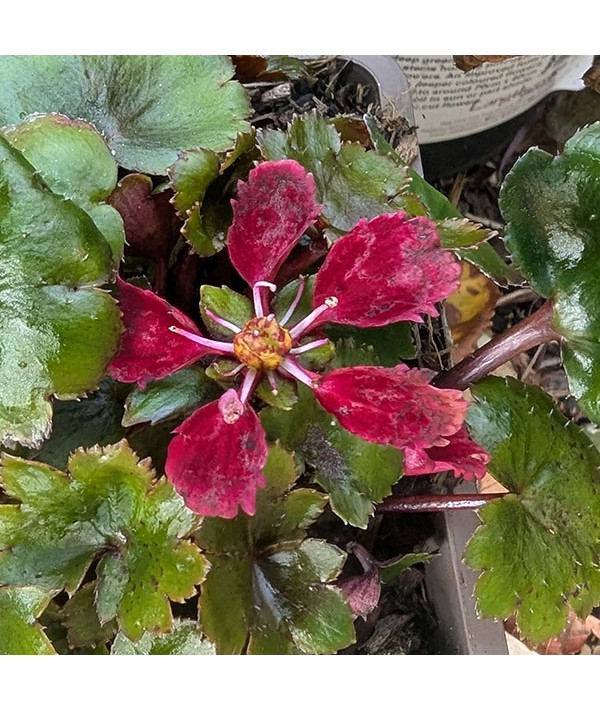 Saxifraga fortunei Beni Tsukasa (1lt)