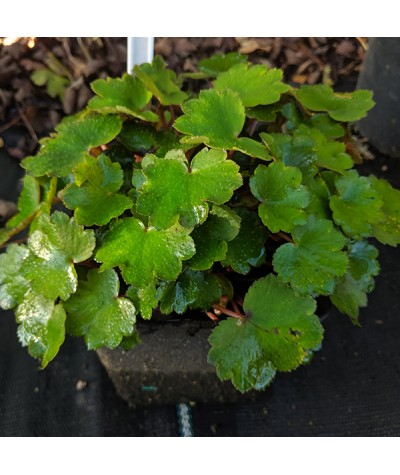 Saxifraga fortunei Beni Tsukasa (1lt)