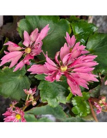 Saxifraga cortusifolia Autumn Grace Akemi (1lt)
