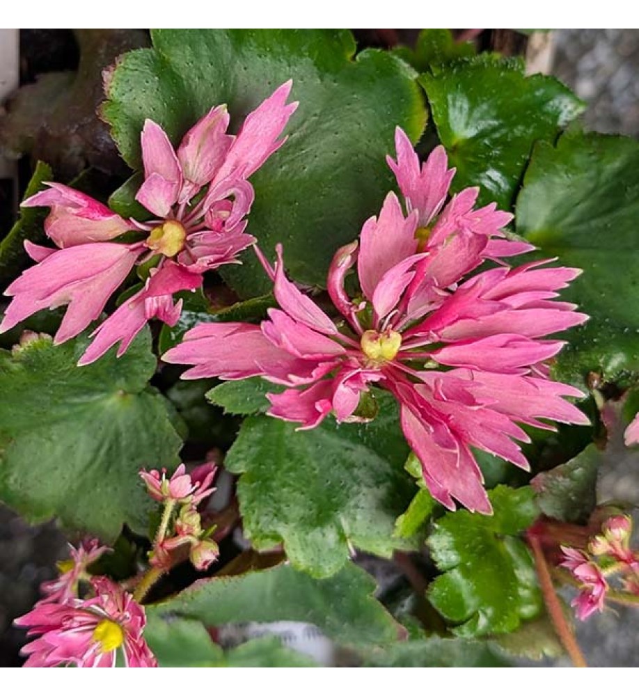 Saxifraga cortusifolia Autumn Grace Akemi (1lt)