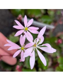 Saxifraga cortusifolia Autumn Grace Akiko (1lt)