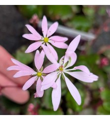 Saxifraga cortusifolia Autumn Grace Akiko (1lt) Saxifraga cortusifolia Autumn Grace Akiko (1lt)