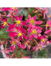 Saxifraga cortusifolia Autumn Grace Sayuri (1lt)