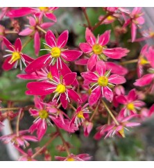 Saxifraga cortusifolia Autumn Grace Sayuri (1lt) Saxifraga cortusifolia Autumn Grace Sayuri (1lt)