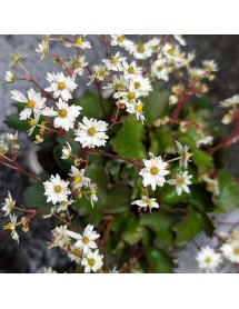 Saxifraga cortusifolia Autumn Grace Yuki (1lt)