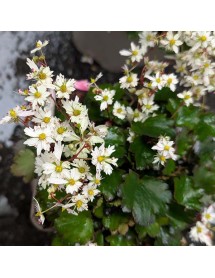 Saxifraga cortusifolia Autumn Grace Yuki (1lt)