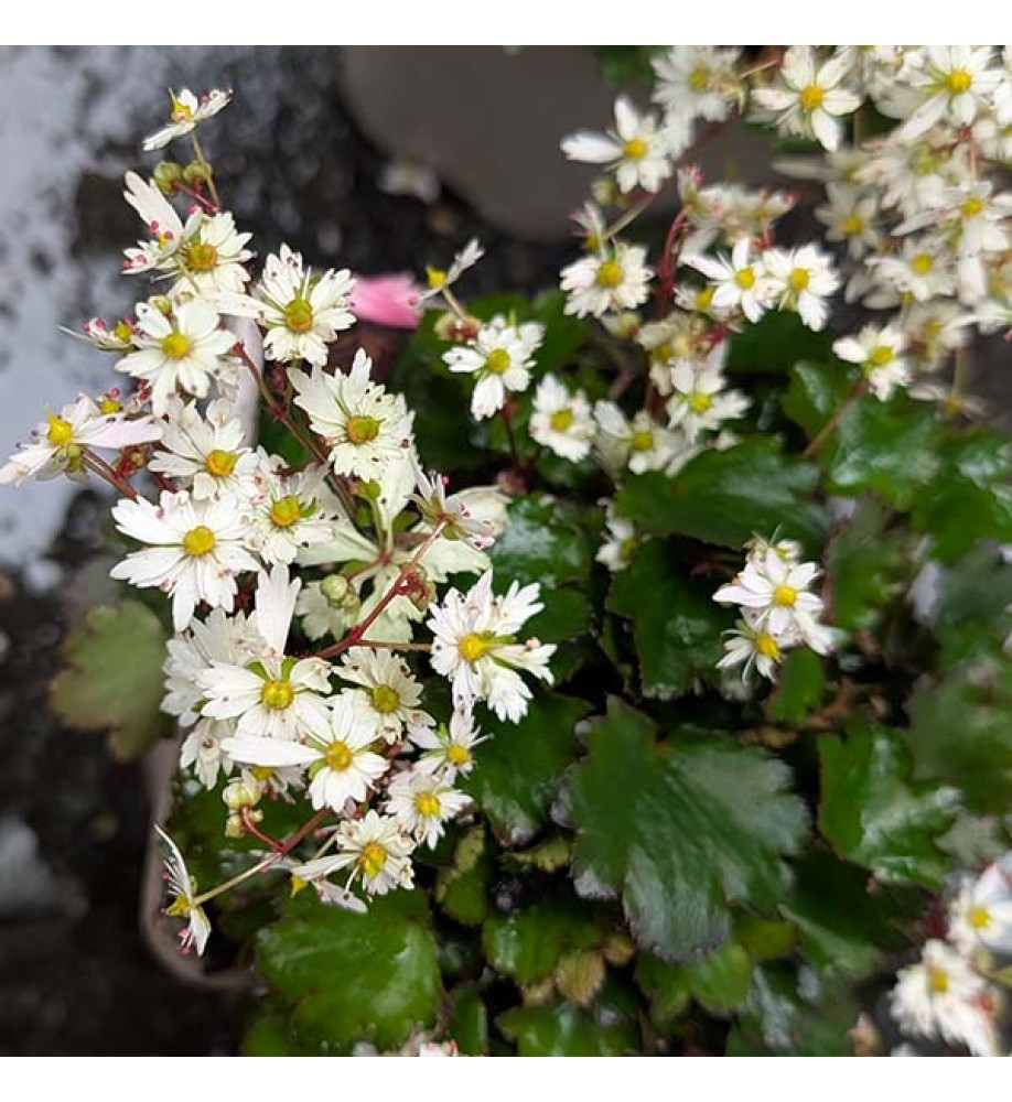 Saxifraga cortusifolia Autumn Grace Yuki (1lt)