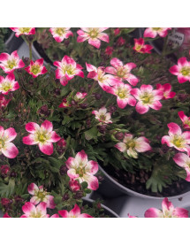 Saxifraga x arendsii Marto Red Picotee (9cm) Saxifraga x arendsii Marto Red Picotee (9cm)