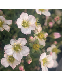 Saxifraga Rockies White (9cm) Saxifraga Rockies White (9cm)