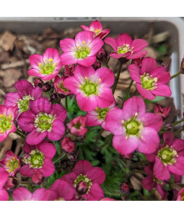 Saxifraga Scenic Red (1lt)