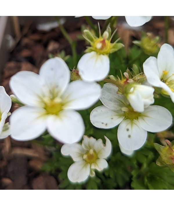 Saxifraga Scenic White (1lt)