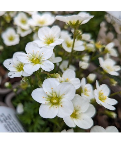 Saxifraga Scenic White (1lt)