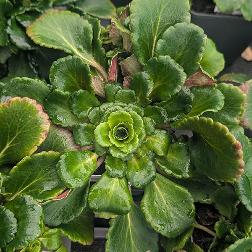 Saxifraga x urbium (2lt)