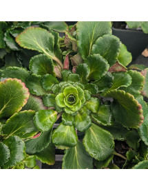 Saxifraga x urbium (2lt)
