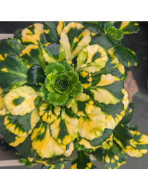 Saxifraga x urbium variegata (1lt)