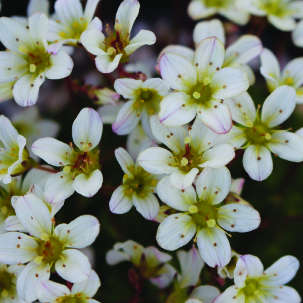 Saxifraga x urbium variegata (1lt) Saxifraga x urbium variegata (1lt)