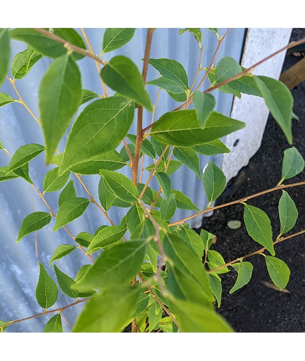 Styrax formosanus var. formosanus (5lt)