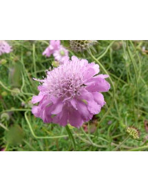 Scabiosa Pink Mist (9cm) Scabiosa Pink Mist (9cm)