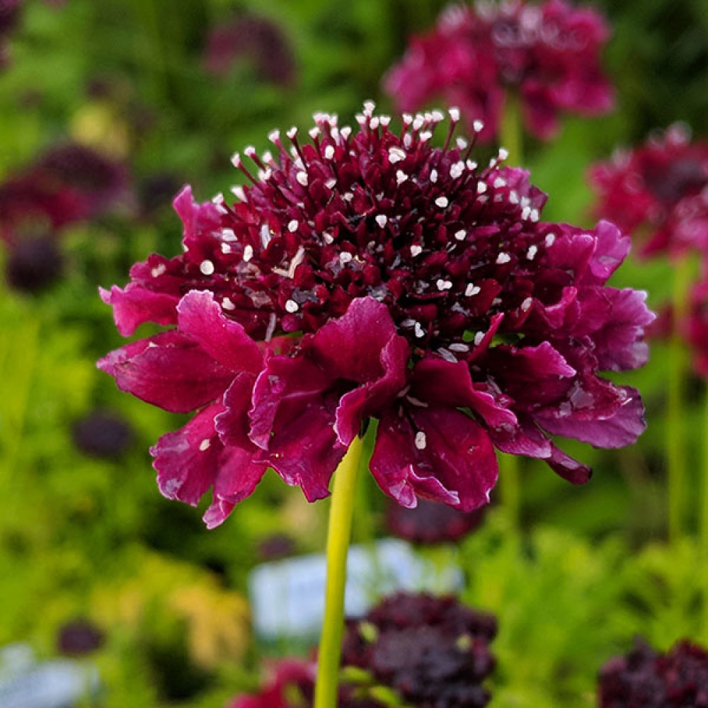 Scabiosa Barocca (1lt)