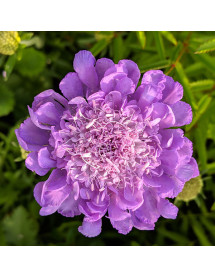 Scabiosa columbaria Big Blue (1lt)