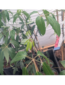 Schefflera alpina (2lt)