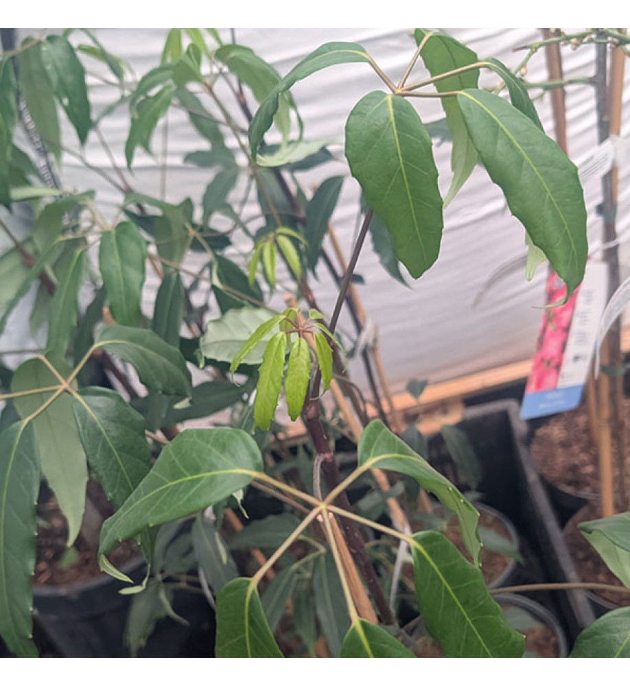 Schefflera alpina (2lt)