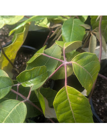 Schefflera delavayi (5lt)