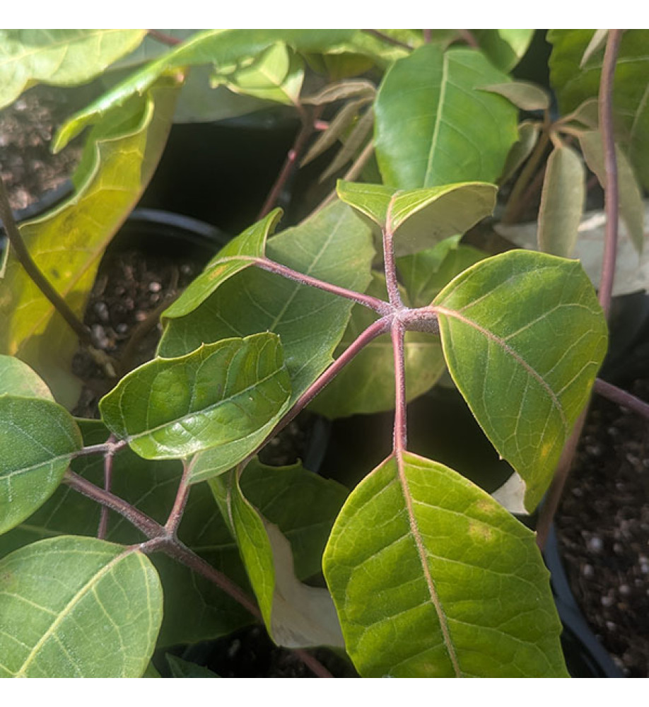 Schefflera delavayi (5lt)