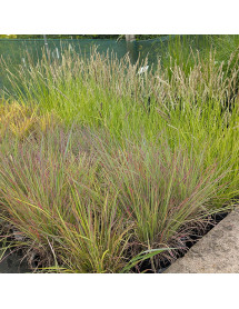Schizachyrium scoparium Standing Ovation (2lt)