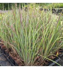 Schizachyrium scoparium Standing Ovation (0.8lt)