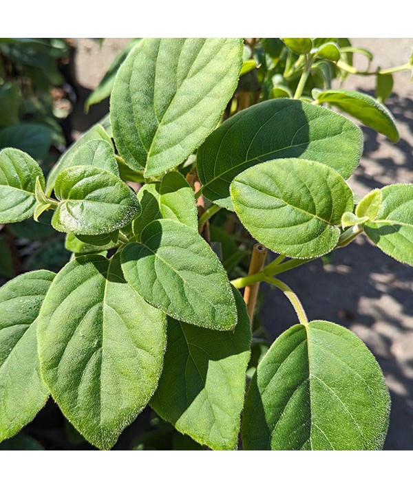 Schizophragma fauriel Angel Wings (2lt)