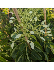 Schizophragma fauriel Angel Wings (2lt)