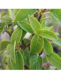 Schizophragma integrifolium Windmills (7lt)