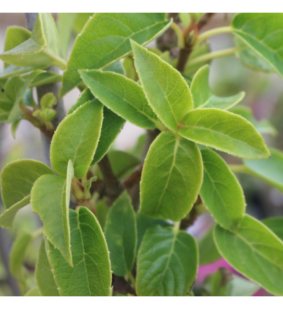 Schizophragma integrifolium Windmills (7lt)