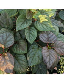 Schizophragma hydrangeoides Moonlight (7.5lt)