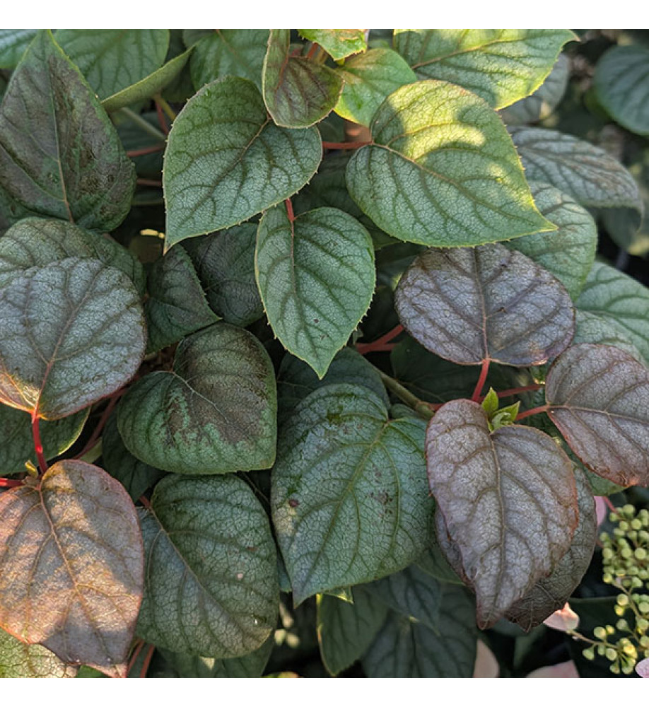 Schizophragma hydrangeoides Moonlight (7.5lt)