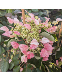 Schizophragma hydrangeoides Roseum (7lt)