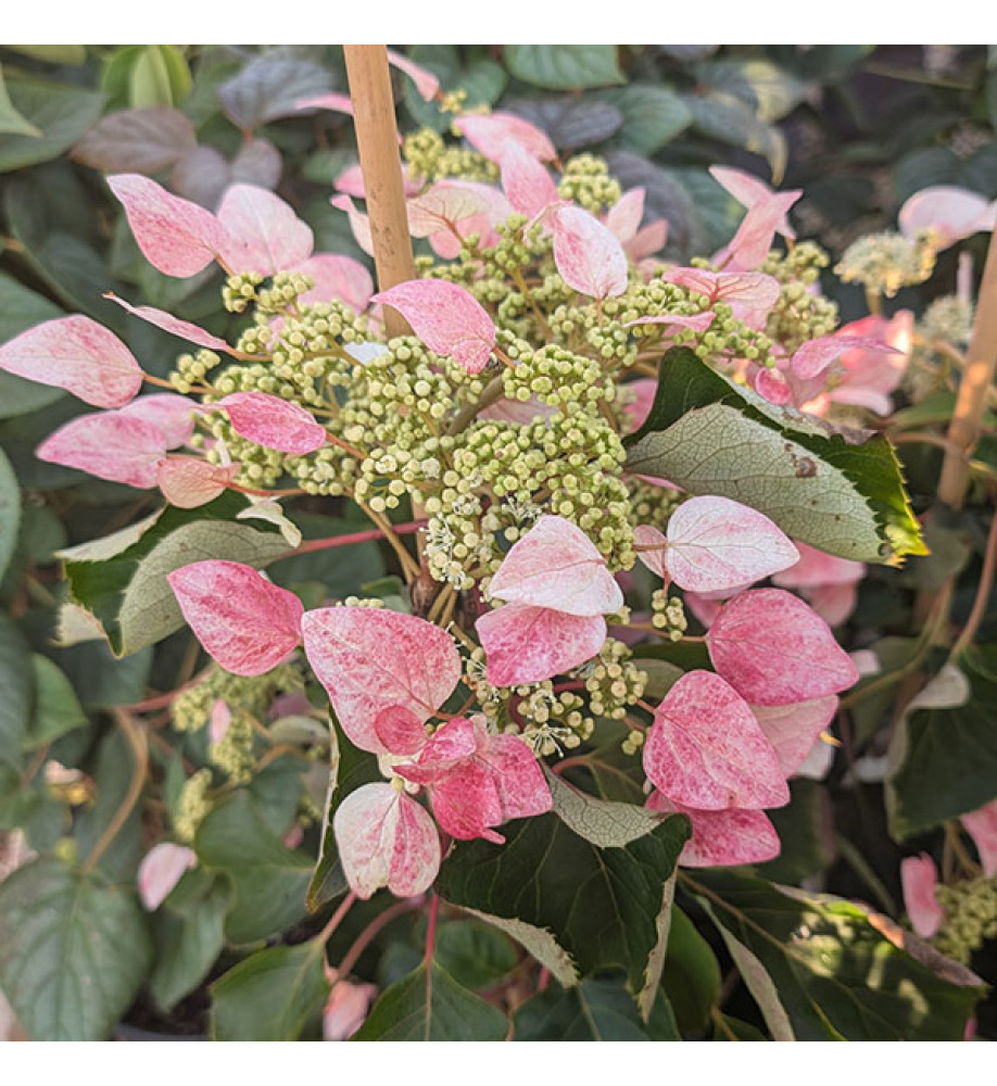 Schizophragma hydrangeoides Roseum (7lt)