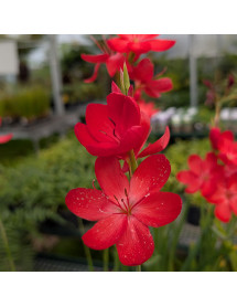 Hesperantha coccinea Major (1lt)