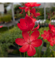Hesperantha coccinea Major (1lt)