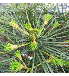 Sciadopitys verticillata (7.5lt)
