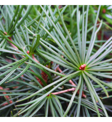 Sciadopitys verticillata (7.5lt)