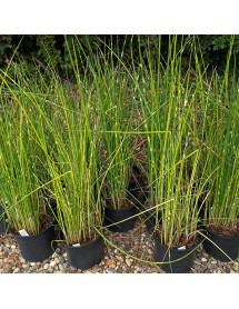Scirpus zebrinus (1lt)
